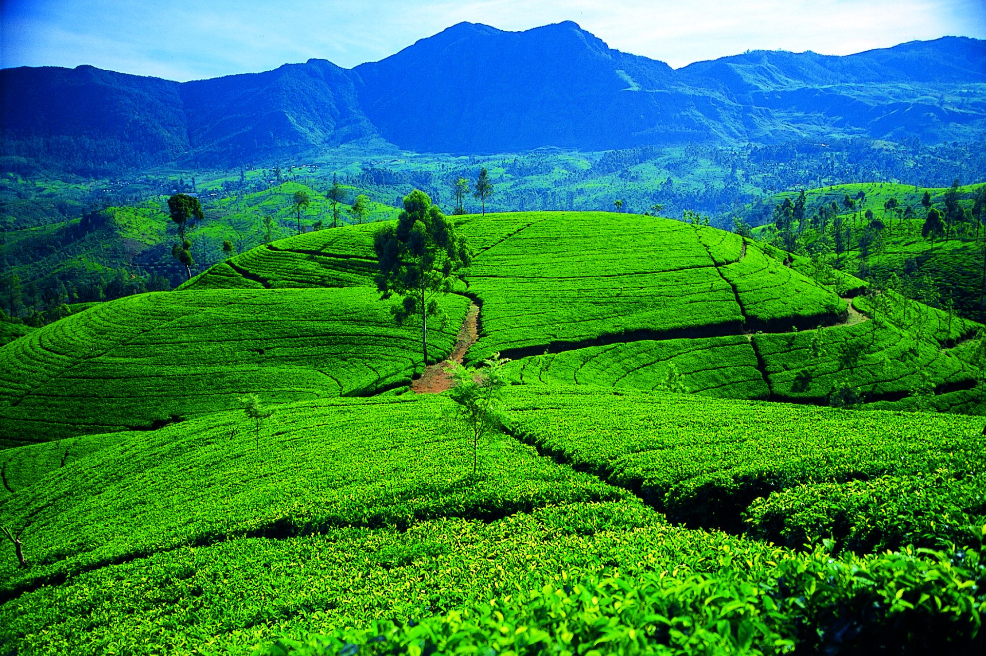Cascades of Ceylon